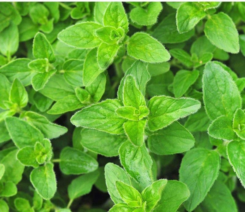 CYBEXIS XL-97 - Oregano Greek - (1350 Seeds) Seed  (1350 per packet)