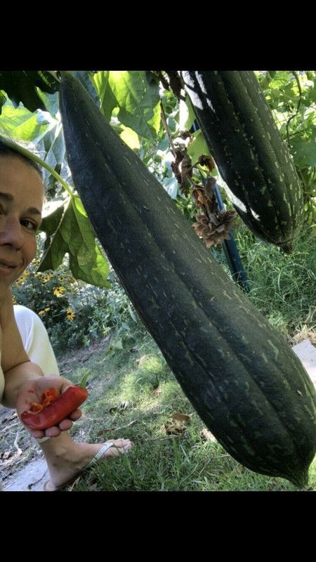 UGRA Giant Loofah Sponge Gourd Seed  (150 per packet)