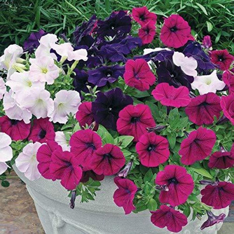 Mozette Petunia Mix flower Seed  (12 per packet)