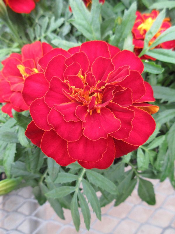 Paudha MariGold Red Flower Seed  (21 per packet)