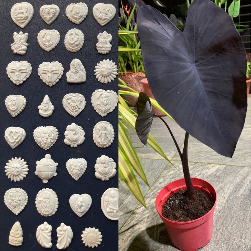 Apurba Agriculture Nucleus, Pearl Farming Nucleus, Dissing Nucleus 500 pics, Taro Plant 1 Pics Seed  (501 per packet)