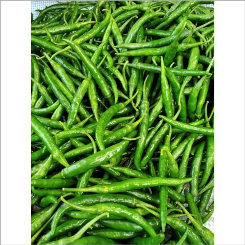 XOLDA Organic Green Chilli F1 Seed  (15 per packet)