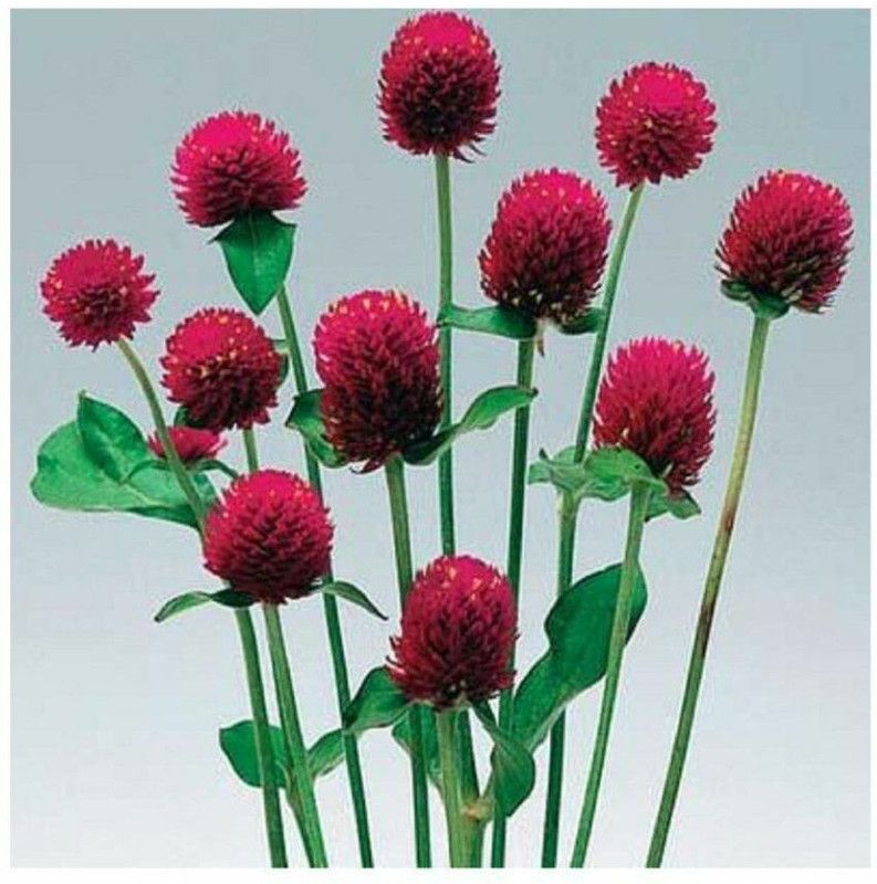 PMB Exotic gomphrena Seed  (27 per packet)