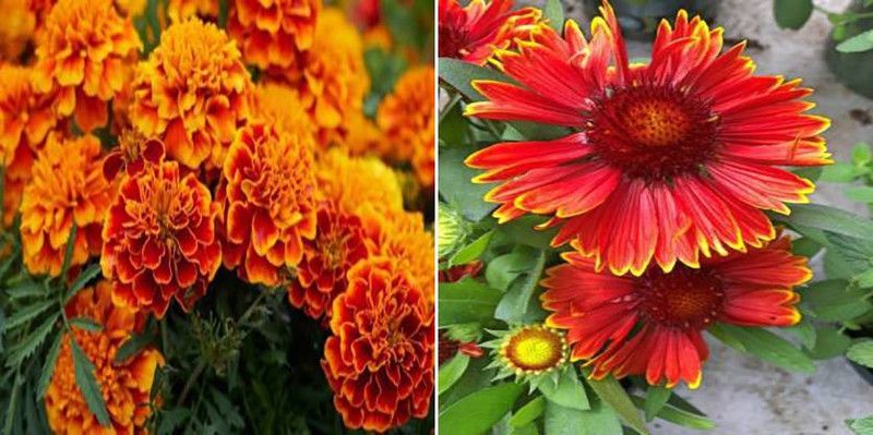 dreamseawaves French Marigold Summer & Gallardia Seed  (20 per packet)