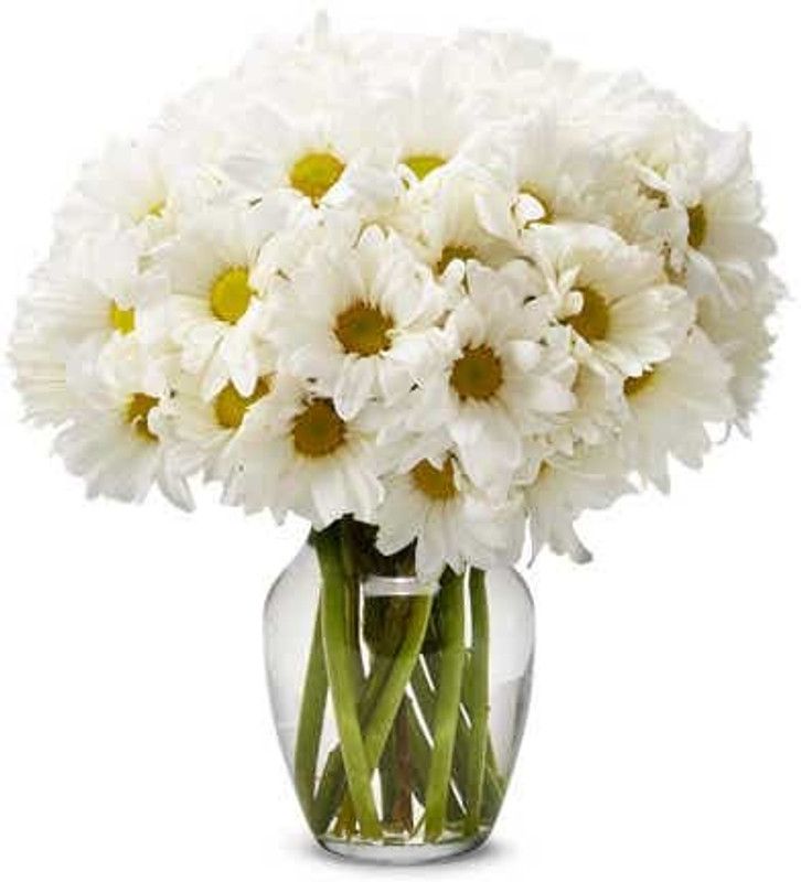 Mozette Exotic daisy white Seed  (18 per packet)