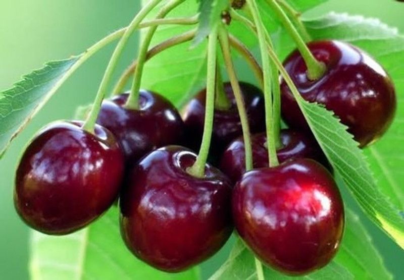 SK GROUP Cherry Fruit Plant  (Hybrid, Pack of 1)