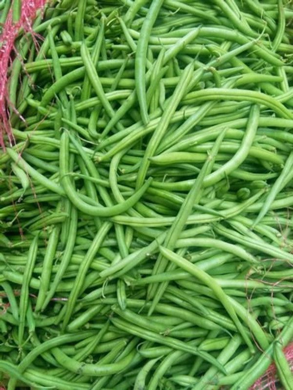 Mozette Hybrid Beans Seed  (60 per packet)