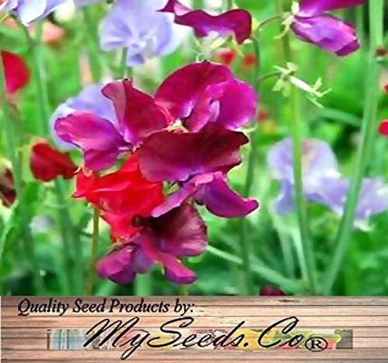 CYBEXIS NDIR-68 - Sweet Pea Flower - (900 Seeds) Seed  (900 per packet)