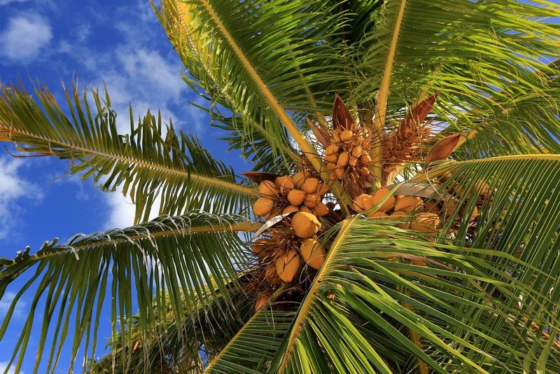 Haryalihub Coconut Plant  (Hybrid, Pack of 1)