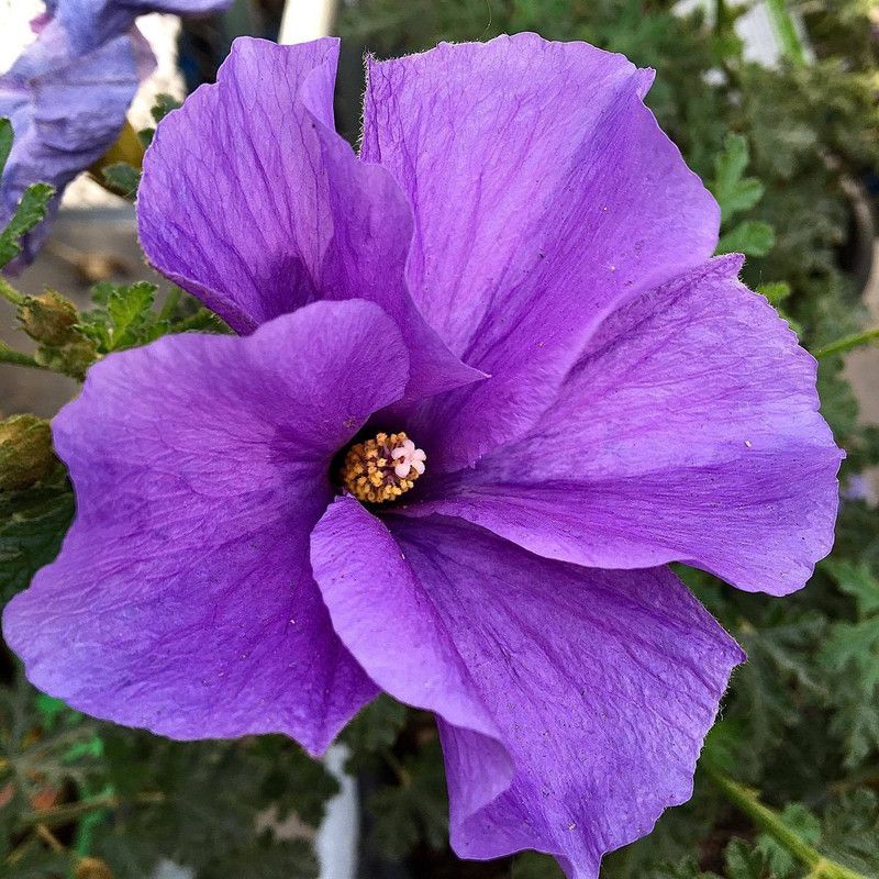 Dishani Hibiscus Plant  (Hybrid, Pack of 1)