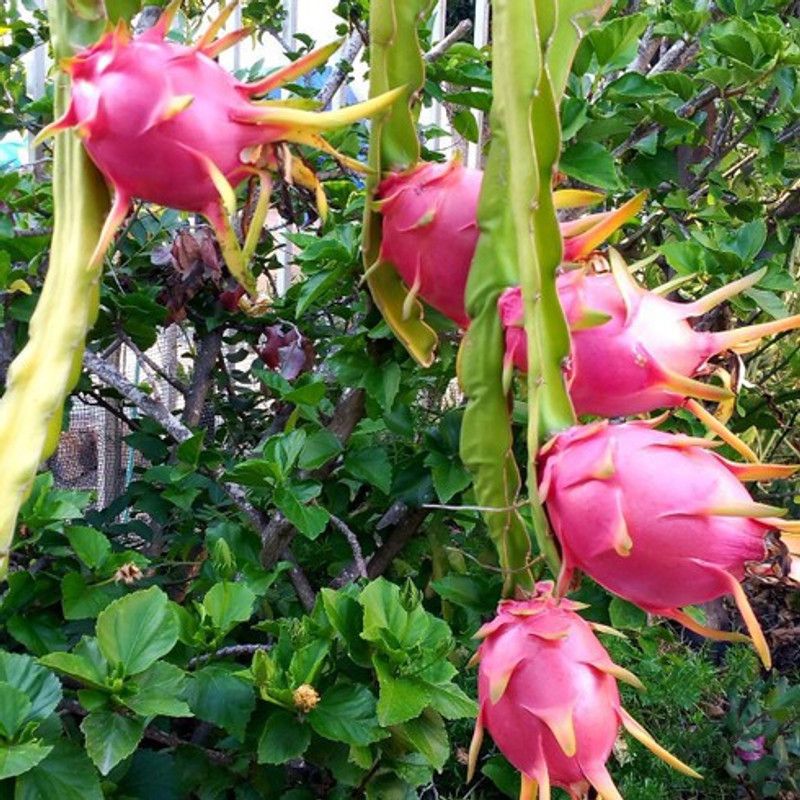 MiracleGarden Dragon Tree  (Hybrid, Pack of 1)