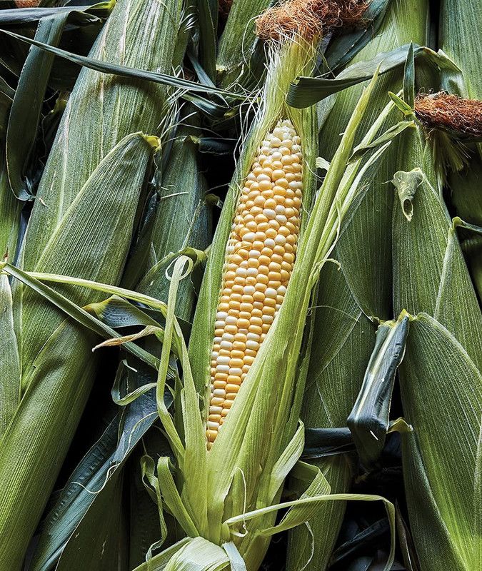 WILLVINE GUA-10 Ambrosia Sweet Corn Seeds Seed  (1000 per packet)