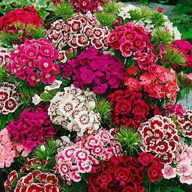 XOLDA Hybrid Sweet William Seed  (54 per packet)