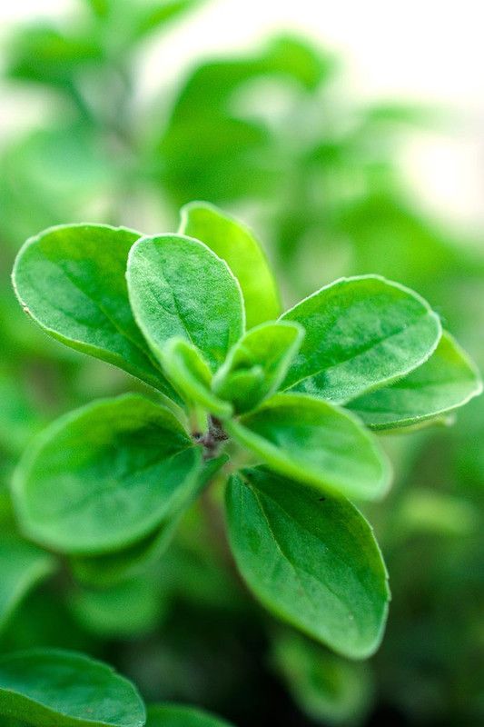 XOLDA Organic marjoram herb Seed  (33 per packet)