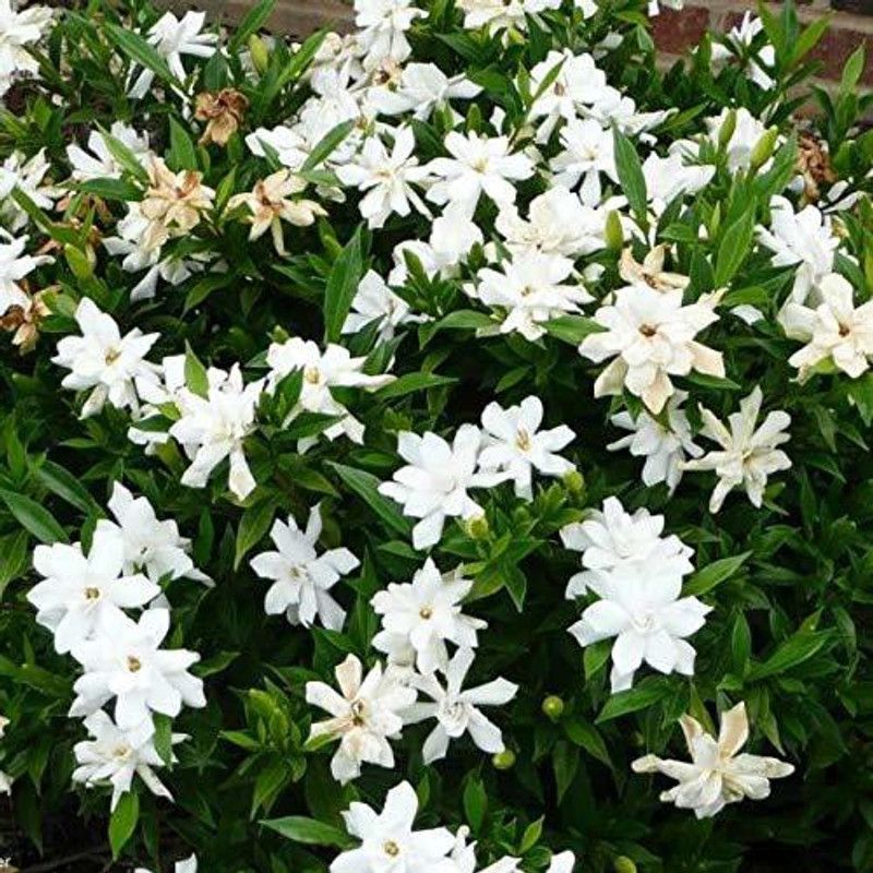 Getflix Tuberose/Rajnigandha Plant  (Hybrid, Pack of 1)
