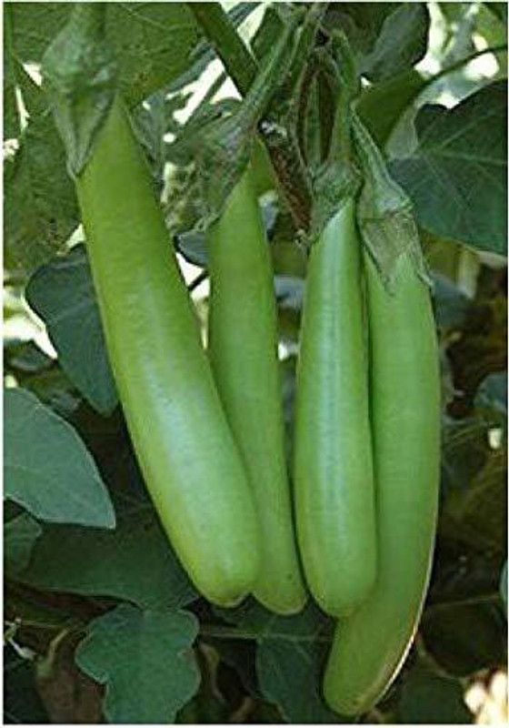 Mozette Brinjal green long Seed  (15 per packet)