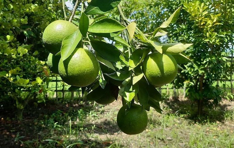 JRYU Sweet Lime Mosambi Seed  (10 per packet)