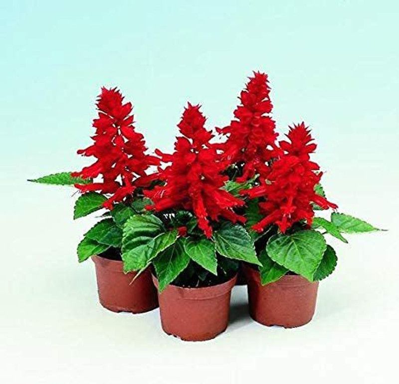 KANAYA Salvia Celopatra Mixed Flower Seeds For Kitchen Gardening Seed  (70 per packet)