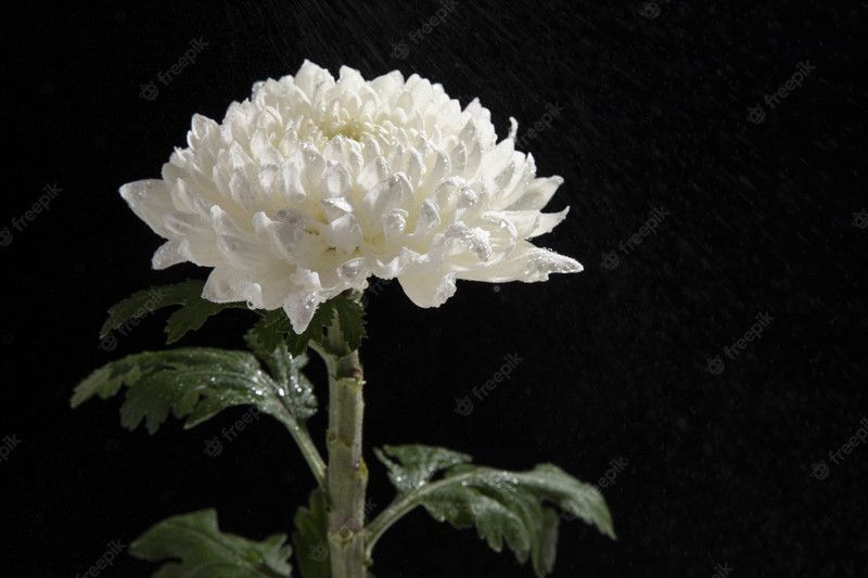 XOLDA Chrysanthemum white Seed  (80 per packet)