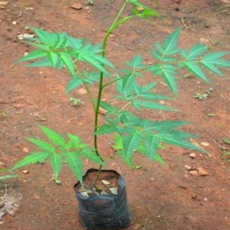 natikrd Neem Plant  (Hybrid, Pack of 1)