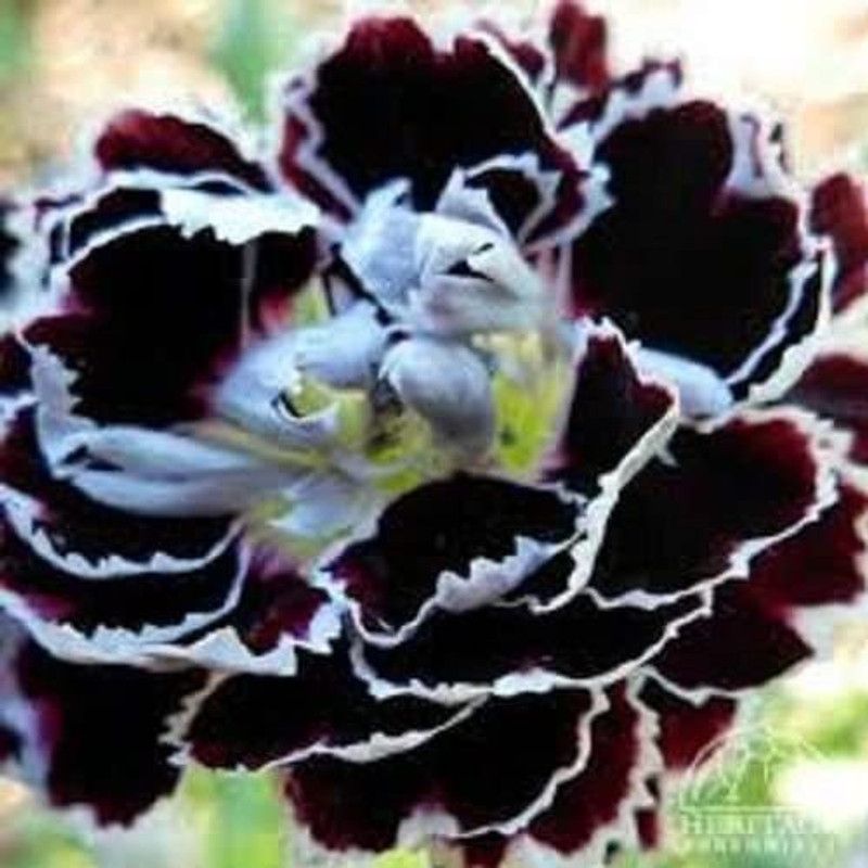 CYBEXIS Fragrant Carnation Black/White Velvet Lace Perennial Flower Seeds Seed  (50 per packet)