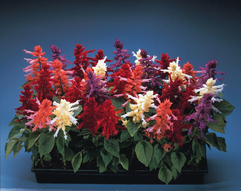 Mozette Salvia flower Seed  (39 per packet)