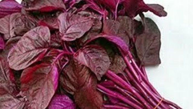 Mozette Organic red amarnthus Seed  (28 per packet)