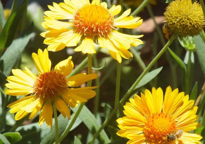 WATIKA Gaillardia grandiflora 'Mesa Yellow' Seed  (20 per packet)