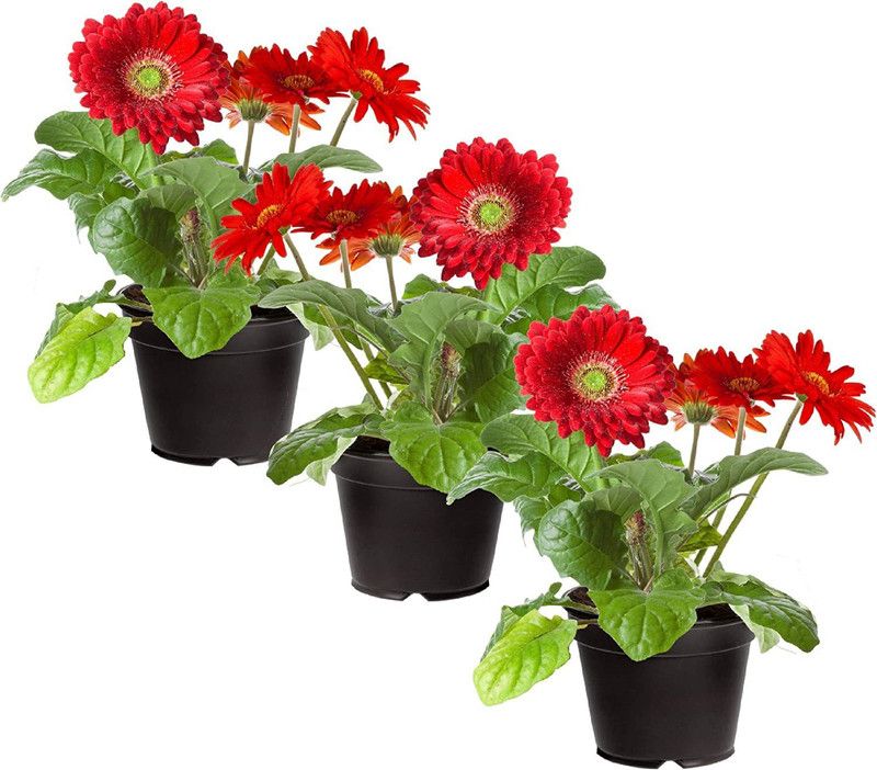CYBEXIS Daisies - Red Seeds Seed  (50 per packet)