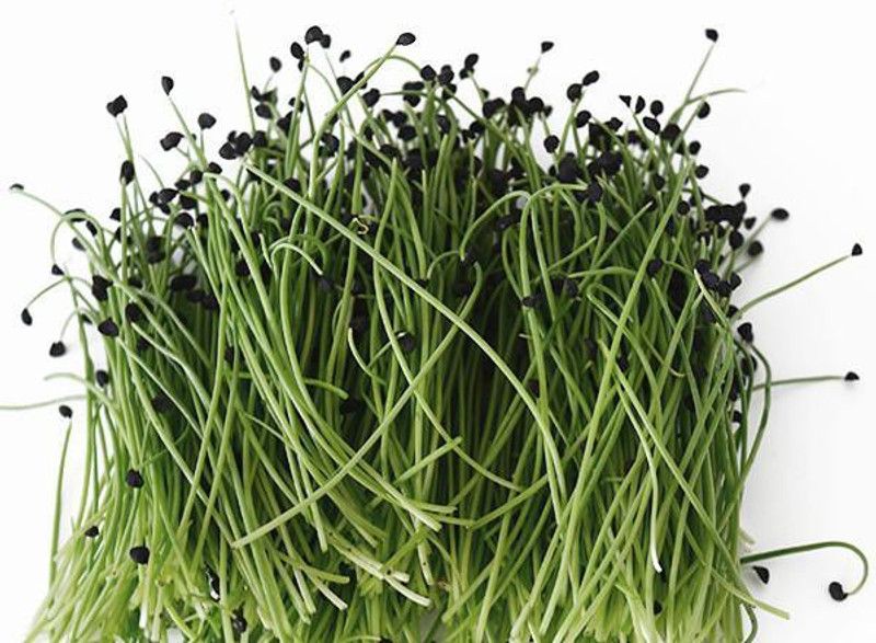 ARTHAM Onion Seed  (4000 per packet)