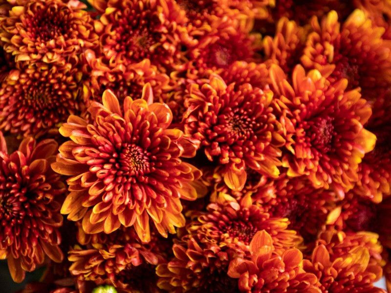 XOLDA Exotic chrysanthemum Seed  (37 per packet)