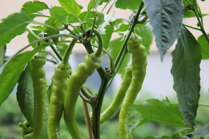 Nodoc Green chilli vegetable Seed  (11 per packet)