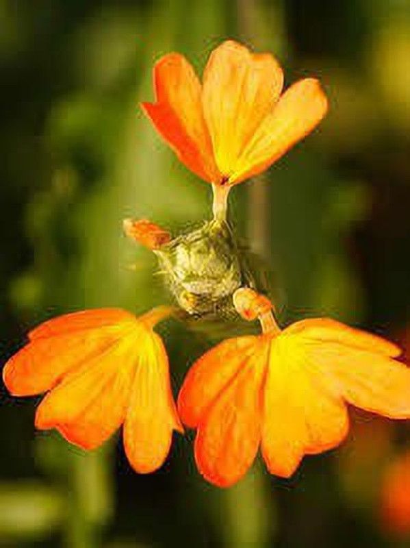 Oliver kanakambaram,firecracker,tropical flame,orange colour flower seed Seed  (100 per packet)