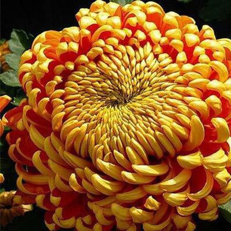 KANAYA Chrysanthemum Seed  (35 per packet)