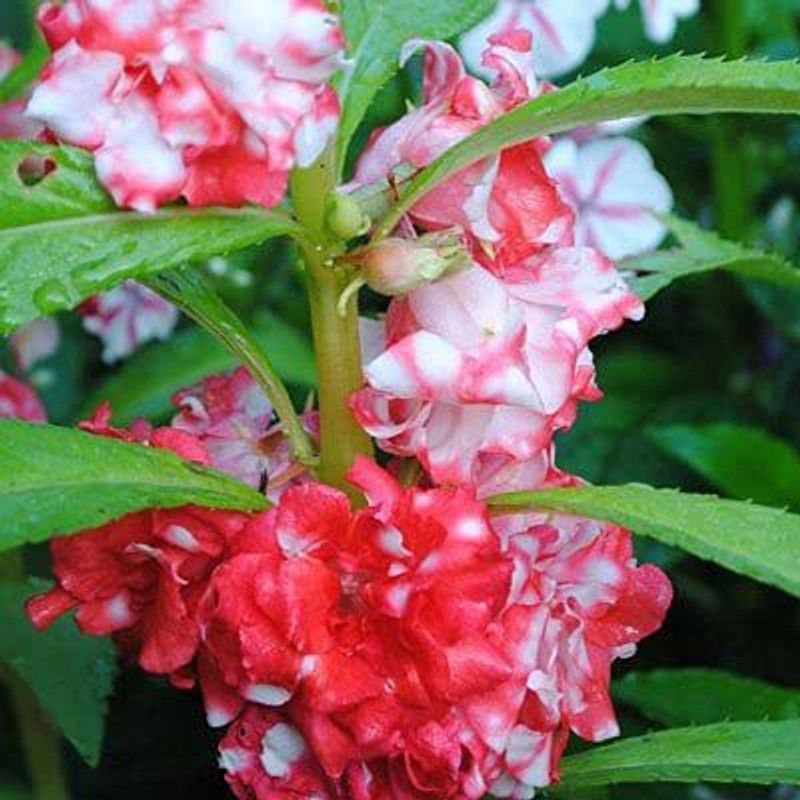 CYBEXIS Balsam Mix Hybrid Flower Seeds Seed  (25 per packet)