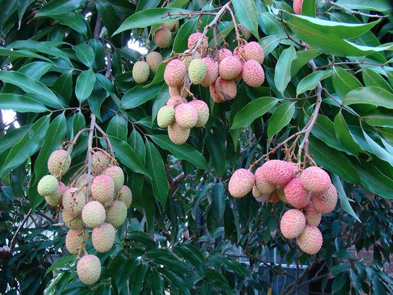 JRYU Sweet Lychee Fruit Seed  (8 per packet)