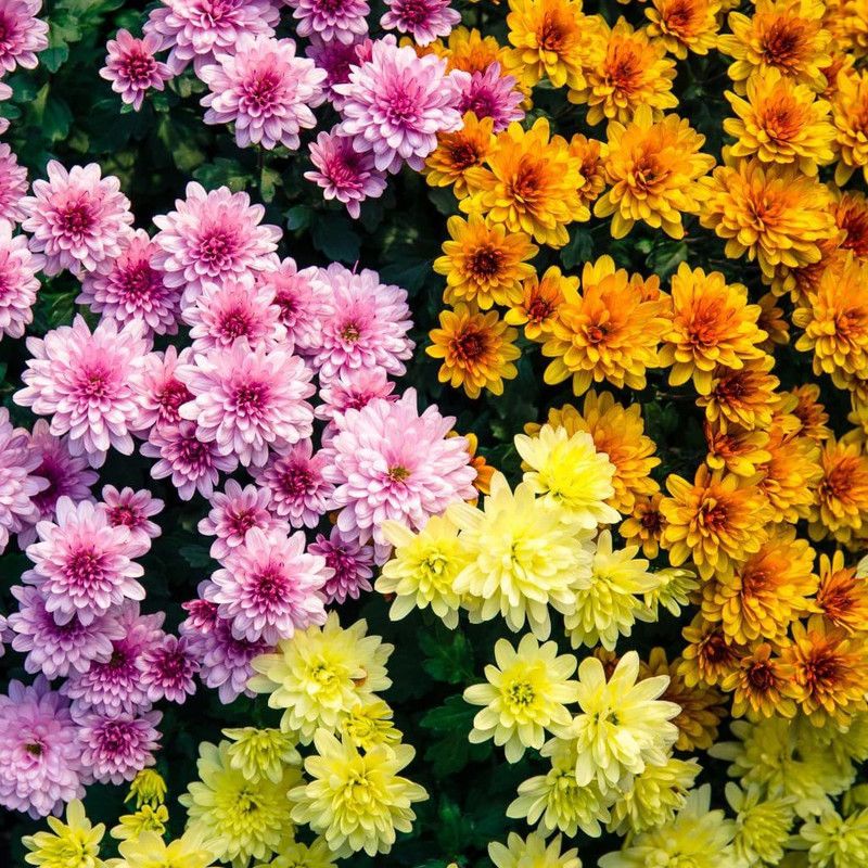 CYBEXIS Imp. Chrysanthemum Mix Seeds Seed  (25 per packet)