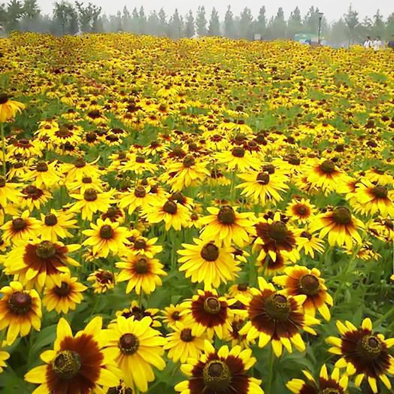 CYBEXIS Hardy black heart chrysanthemum seeds Seed  (25 per packet)