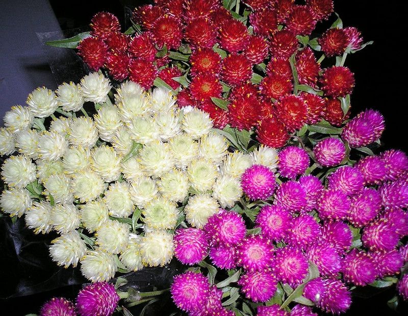 CYBEXIS Gomphrena Choice Mix Seeds Seed  (50 per packet)