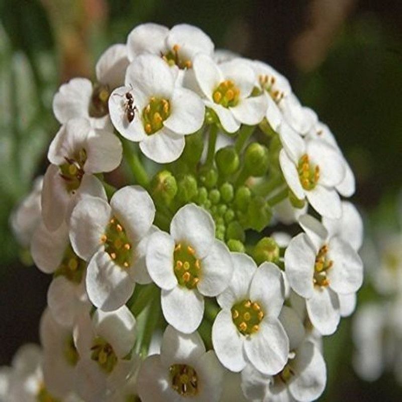 CYBEXIS F1 Hybrid Sweet Alyssum Flower Seeds Seed  (50 per packet)