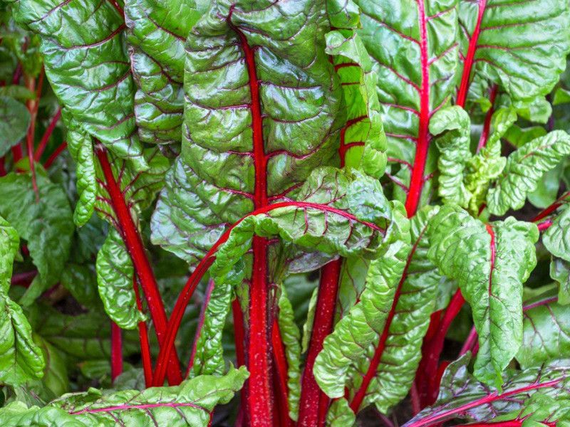 XOLDA Swiss chard red Vegetable Seed  (15 per packet)