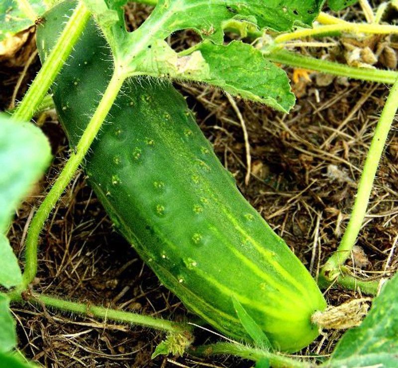 YOUNG STAR (IND -91 )PREMIUM BEST SELLERF1 HYBRID CUCUMBER (KHEERA) 100 UNIT SEEDS,FASTEST GROTH 100% GERMINATION FARMER CHOICE SEEDS. Seed  (100 per packet)