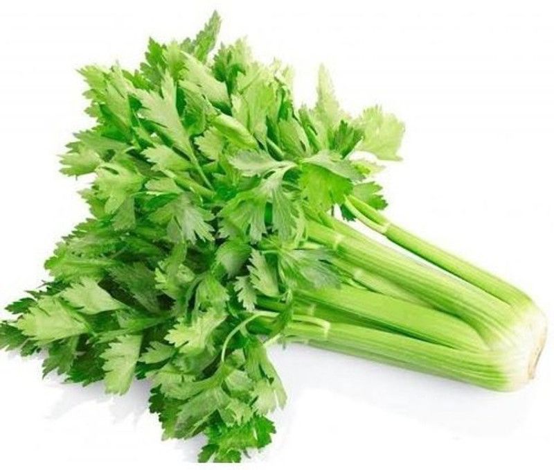 XOLDA Celery Seed  (72 per packet)