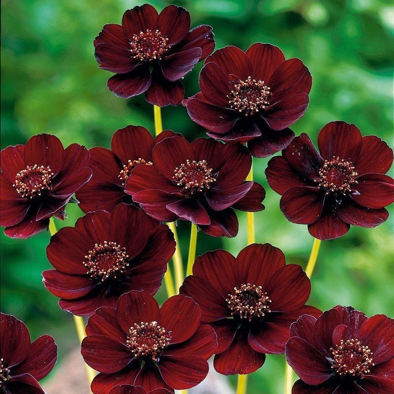 KANAYA Purple Cosmos Flower Seed  (13 per packet)
