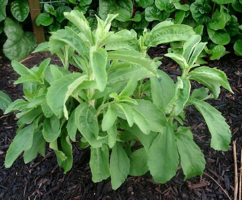 Mozette Stevia herbs Seed  (26 per packet)