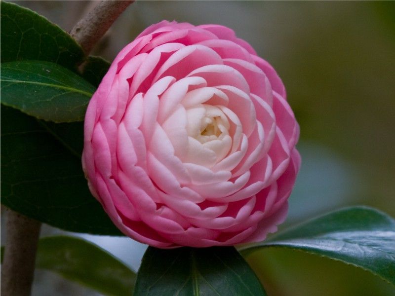 ROSEMERC beautifull CAMELLIA flower Seed  (10 per packet)