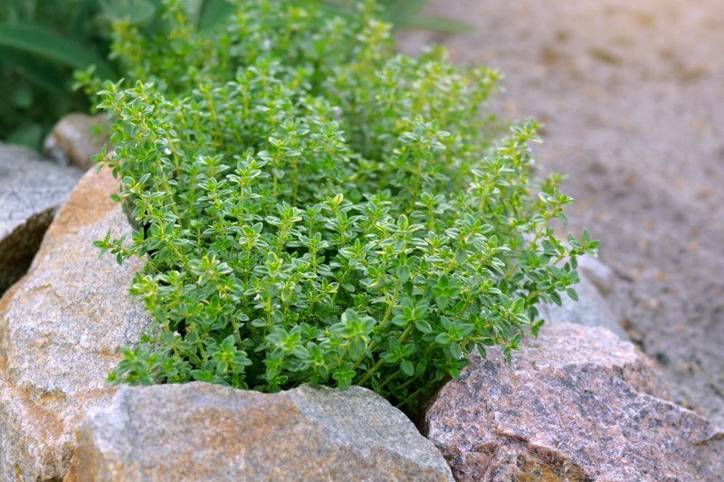 Nodoc Organic thyme herb Seed  (40 per packet)