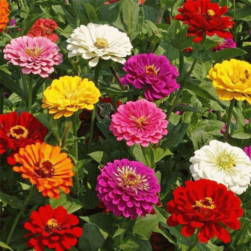 Paudha Zinnia Hybrid Flower Seed  (47 per packet)