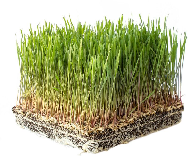 WILLVINE Low Gluten Ancient Wheat Species Seeds Seed  (2000 per packet)