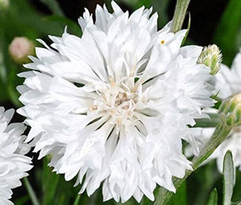 KANAYA Cornflower F1 Hybrid Flower Seed  (90 per packet)